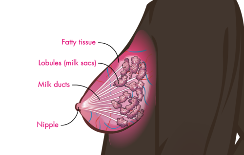 Adult female breast anatomy illustration.